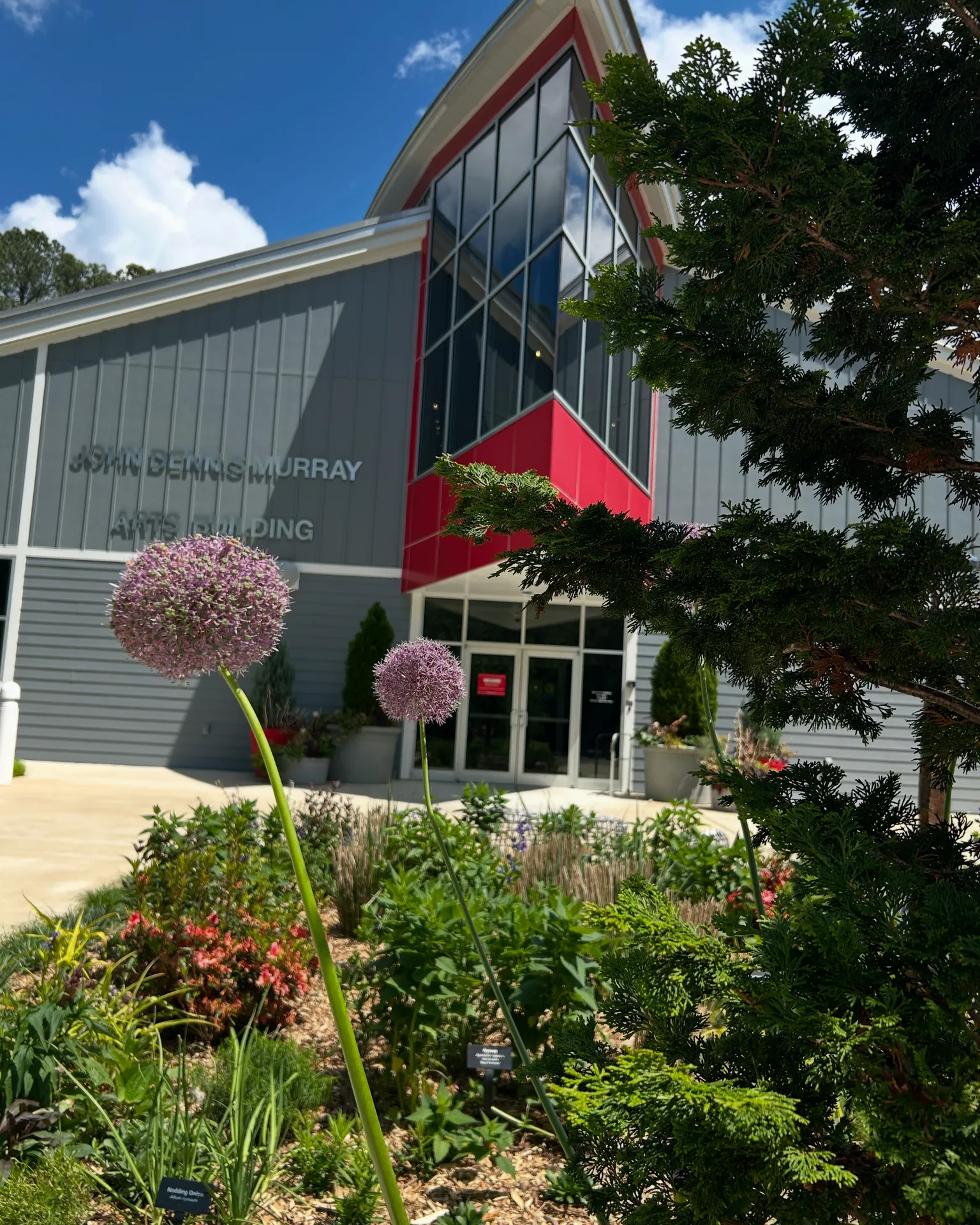 Outside of Arts building with giant Allium plant